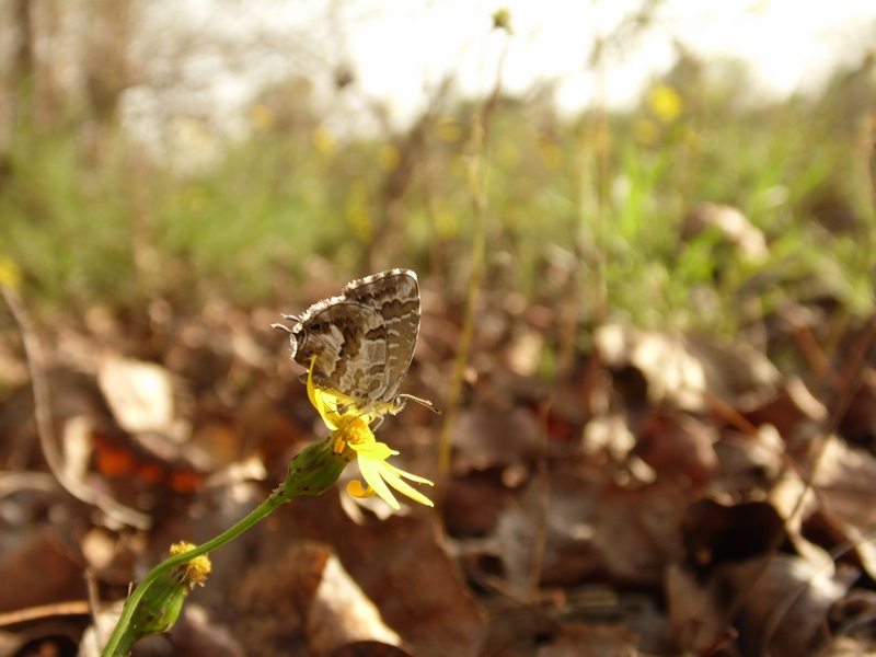 Cacyreus marshalli fuori tempo e zona...